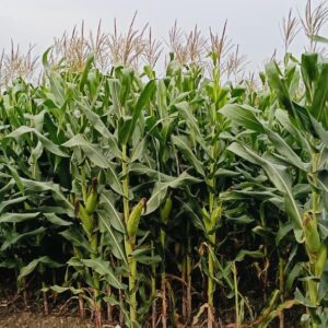 Maize plant